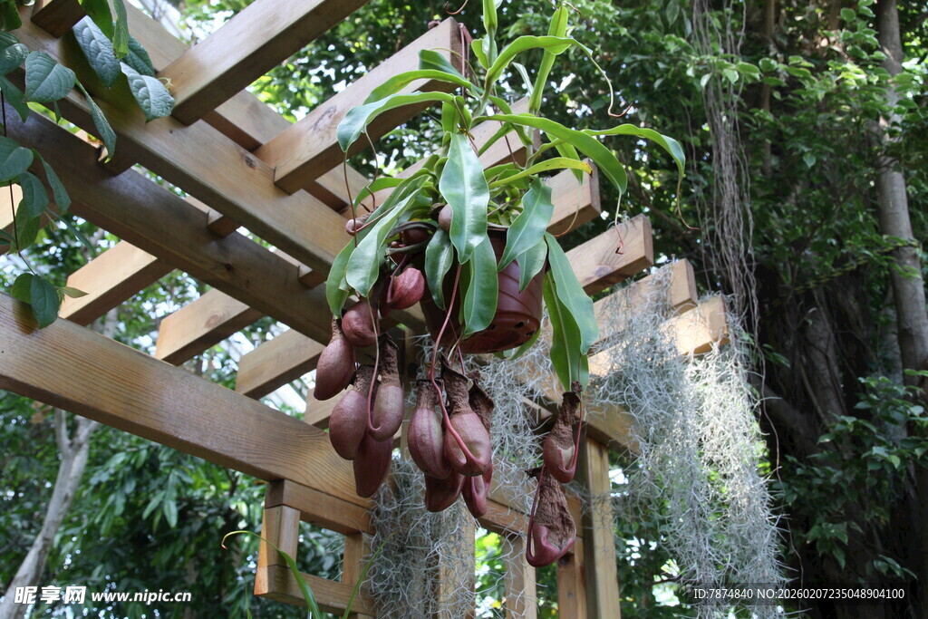 棚架下悬挂的紫皮果实