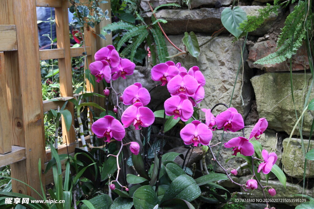 娇艳紫兰绽放于绿植间