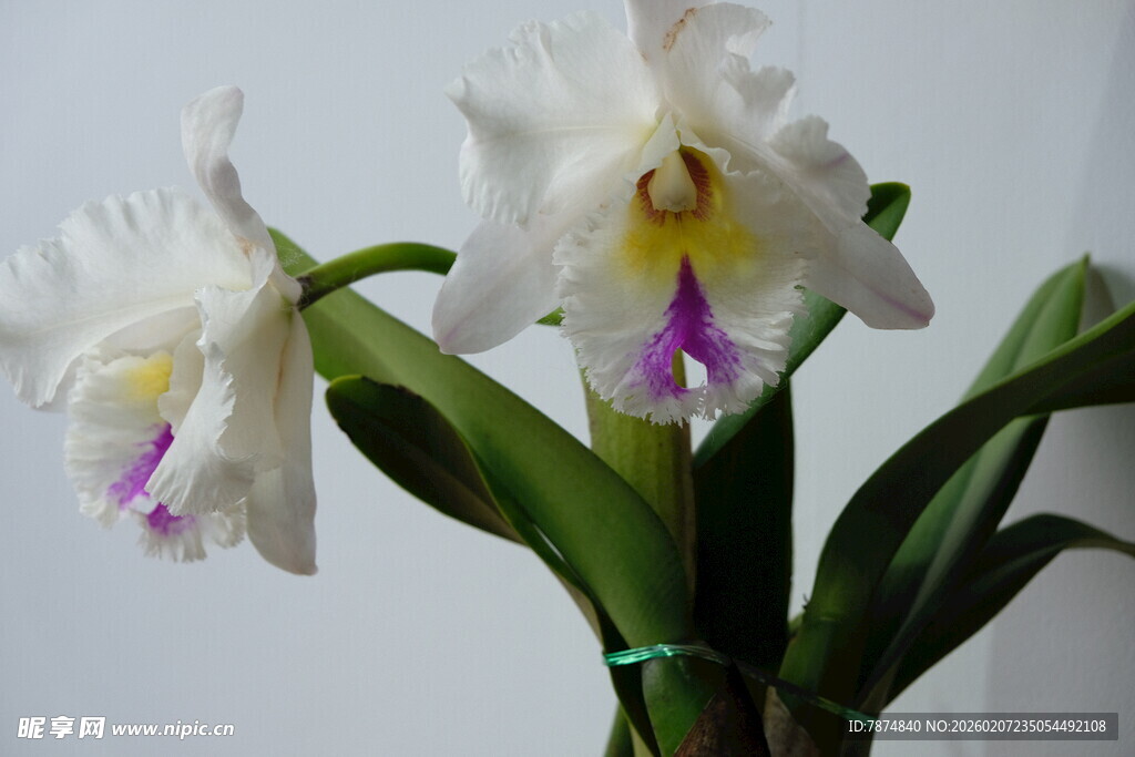 白色卡特兰绽放