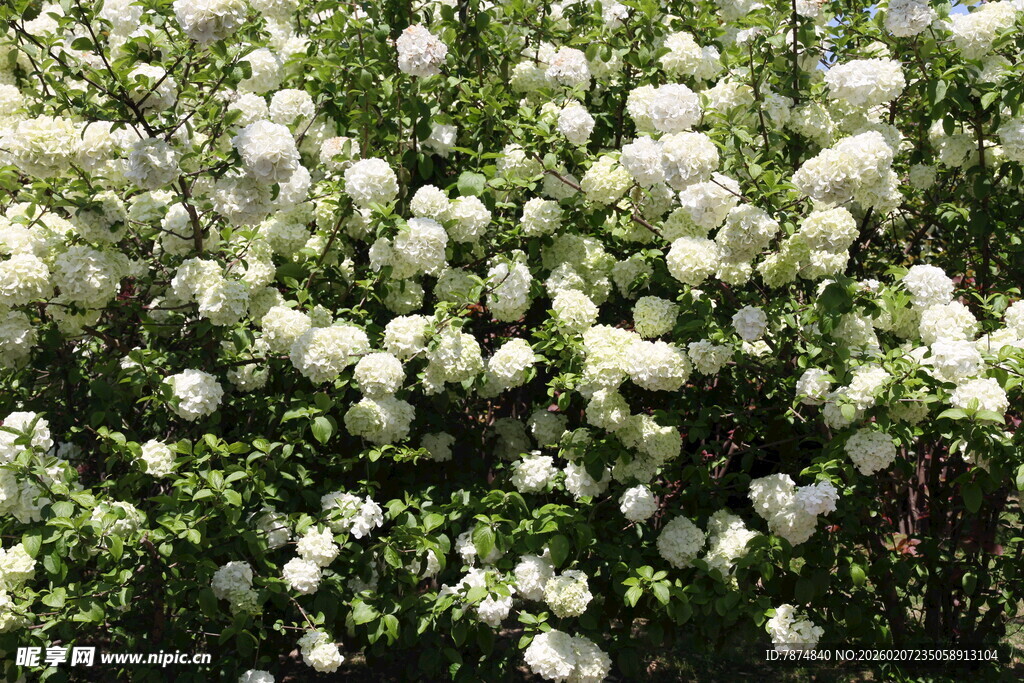 白色繁花绽放的绿色灌木丛