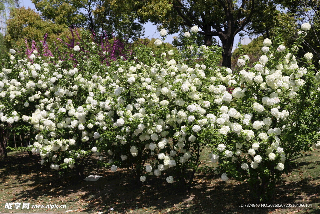 盛开的白色花丛