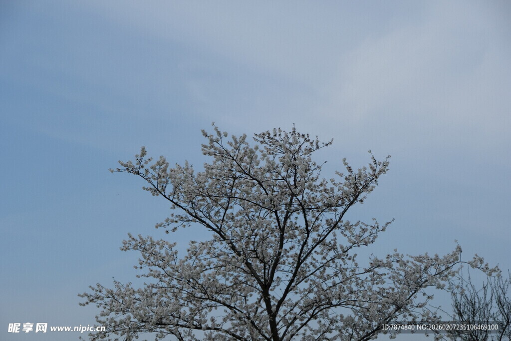 蓝天映衬下的繁花满树
