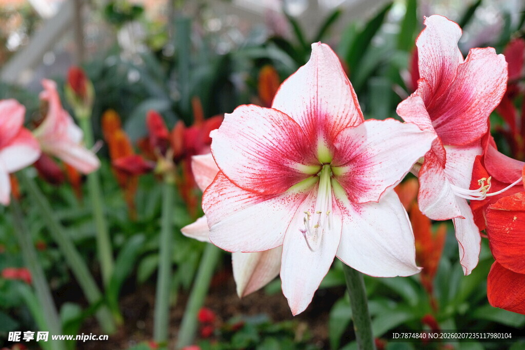 娇艳朱顶红绽放于绿野
