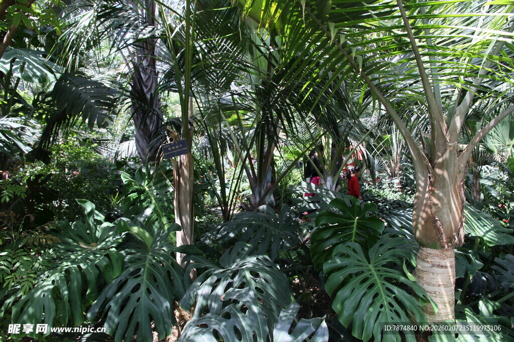 热带雨林繁茂绿植景观