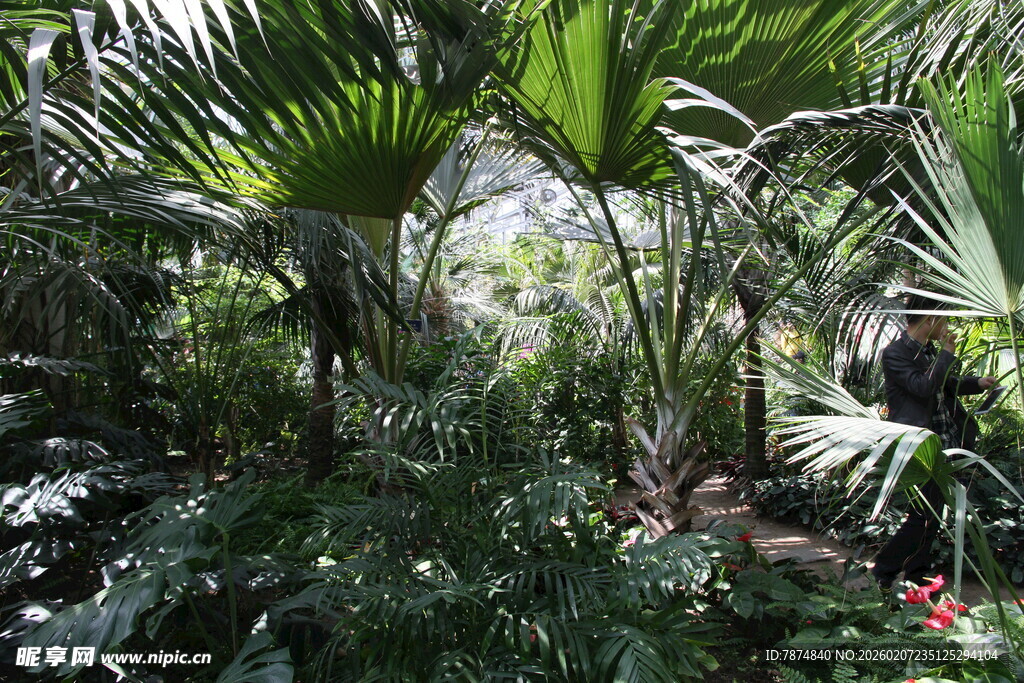 繁茂热带植物景观