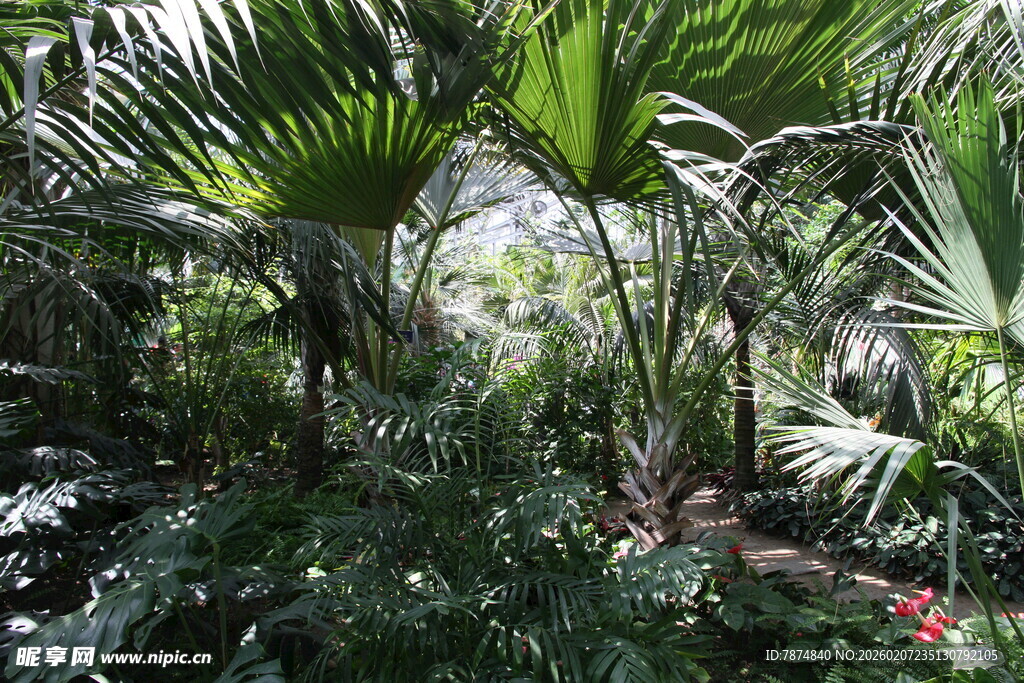 热带繁茂绿植景观