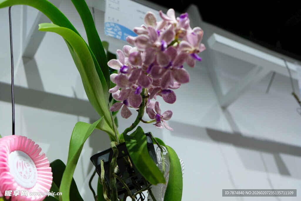 优雅紫兰绽放于室内