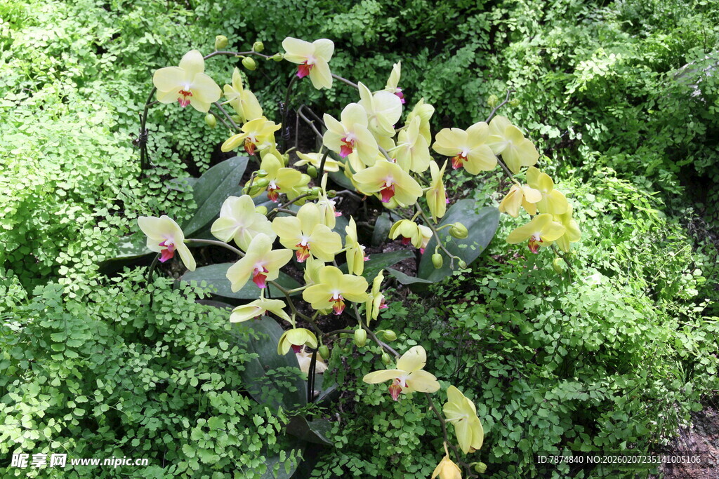 绿叶丛中的多彩花朵