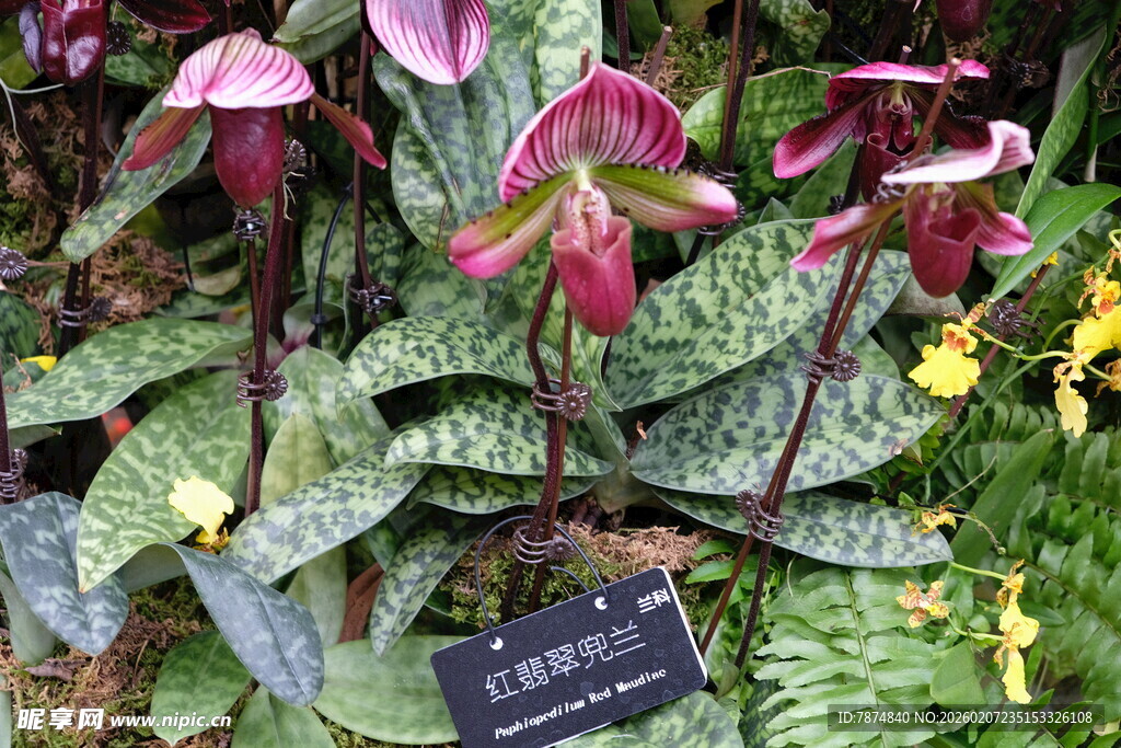 珍稀兜兰植物展示