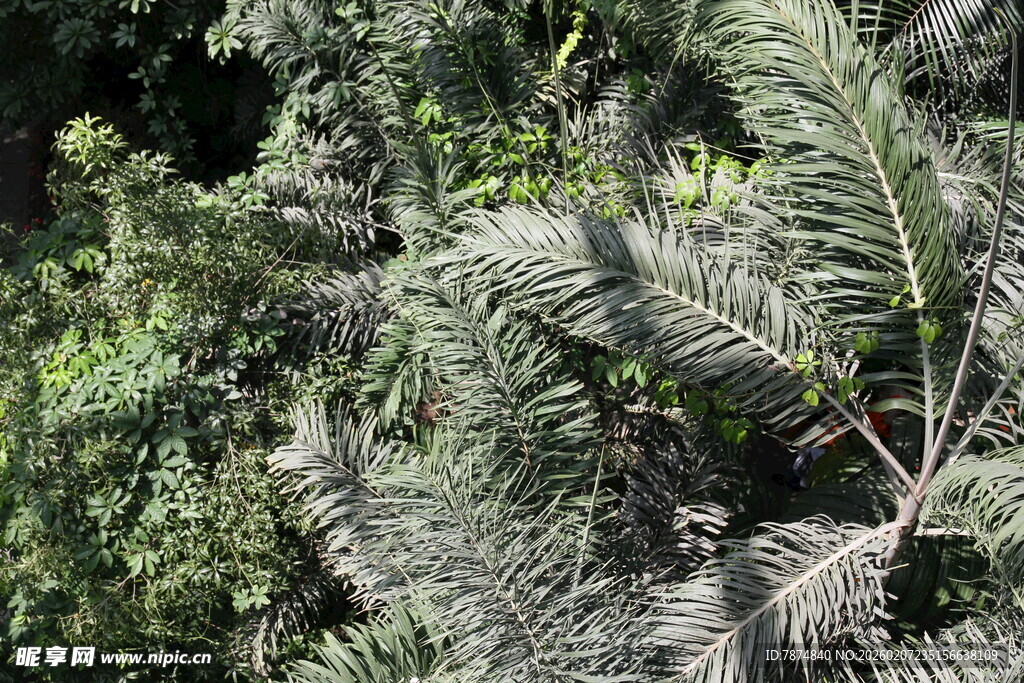 茂密绿植中的羽状叶片
