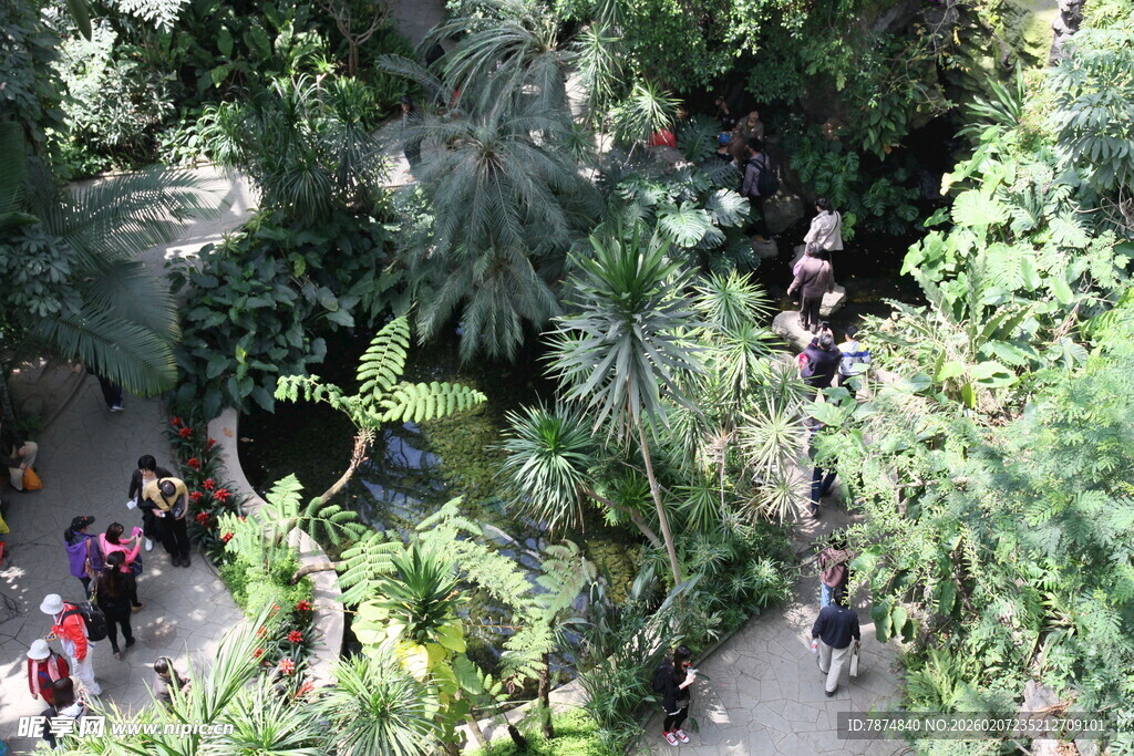 热带雨林中的游客漫步