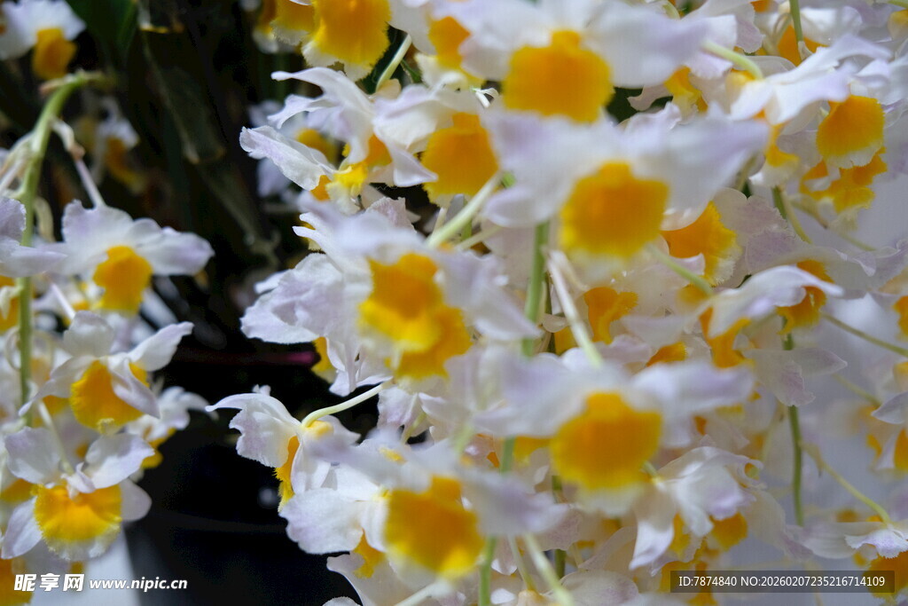 黄白相间美丽兰花绽放