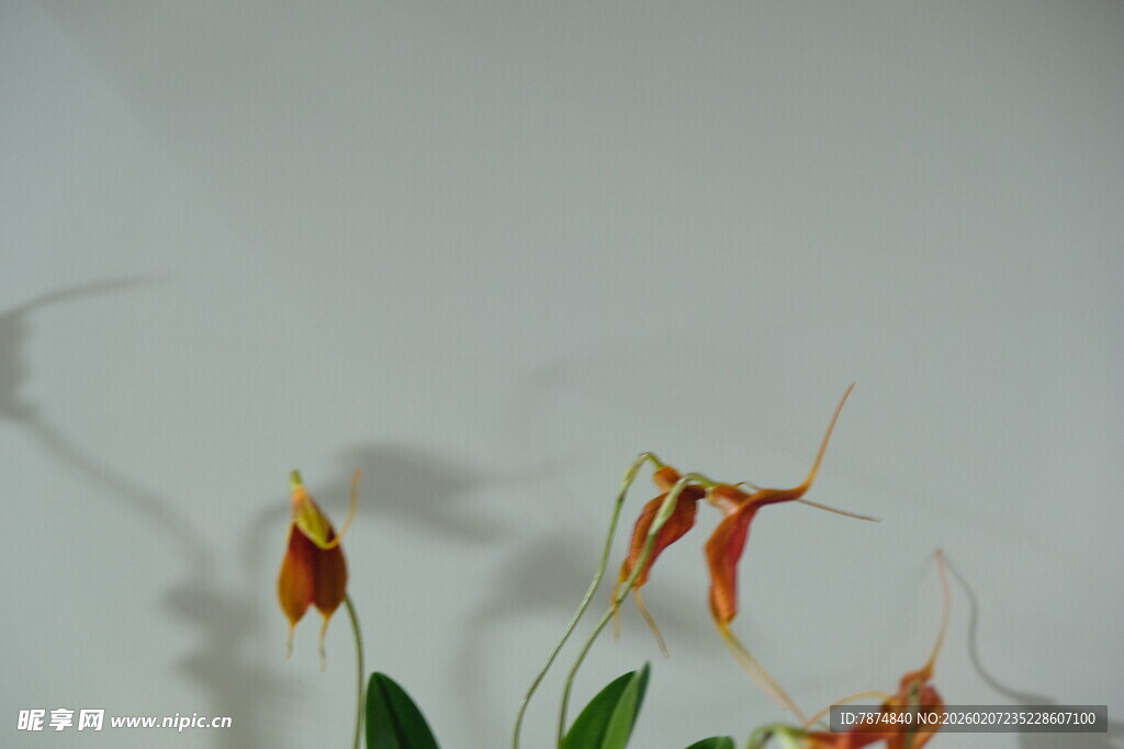 橙红色兰花特写