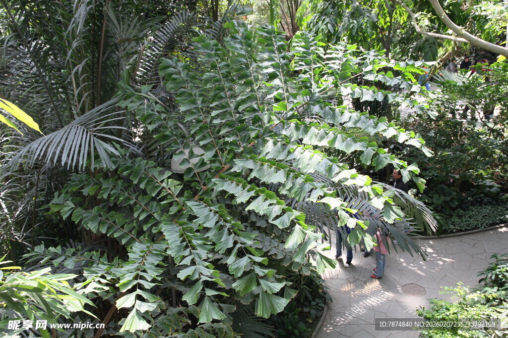 繁茂绿植环绕的幽静小径