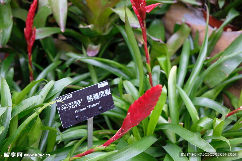 红蝎尾蕉植物展示