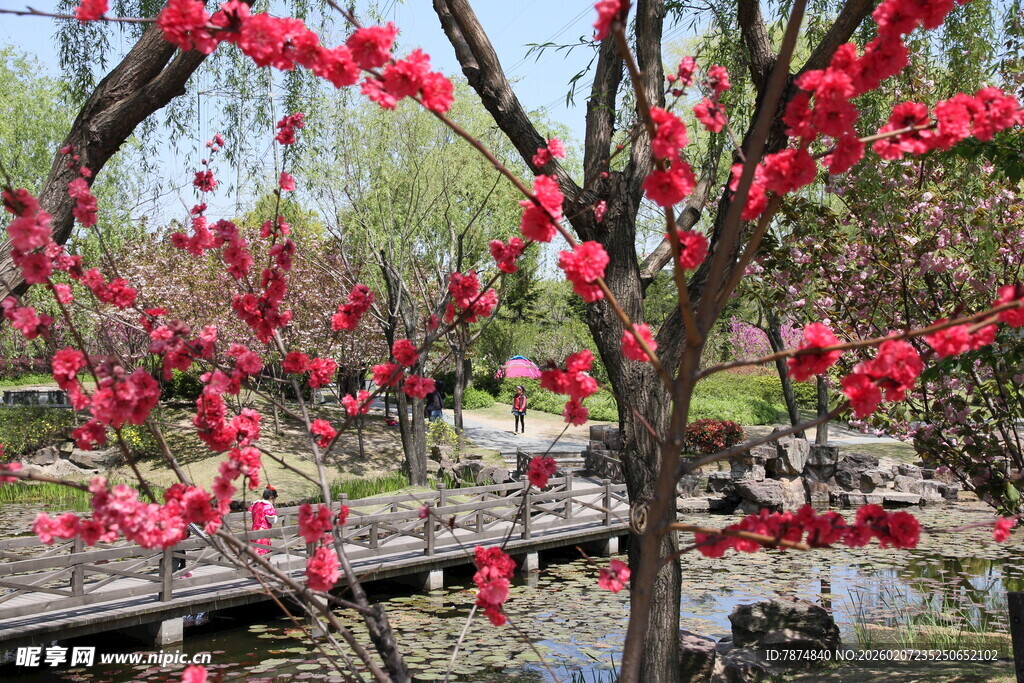 春日湖畔盛开的艳丽繁花