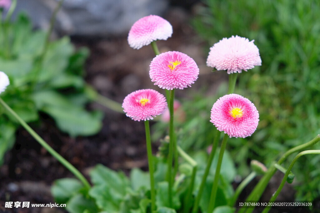 粉色雏菊绽放于绿意间