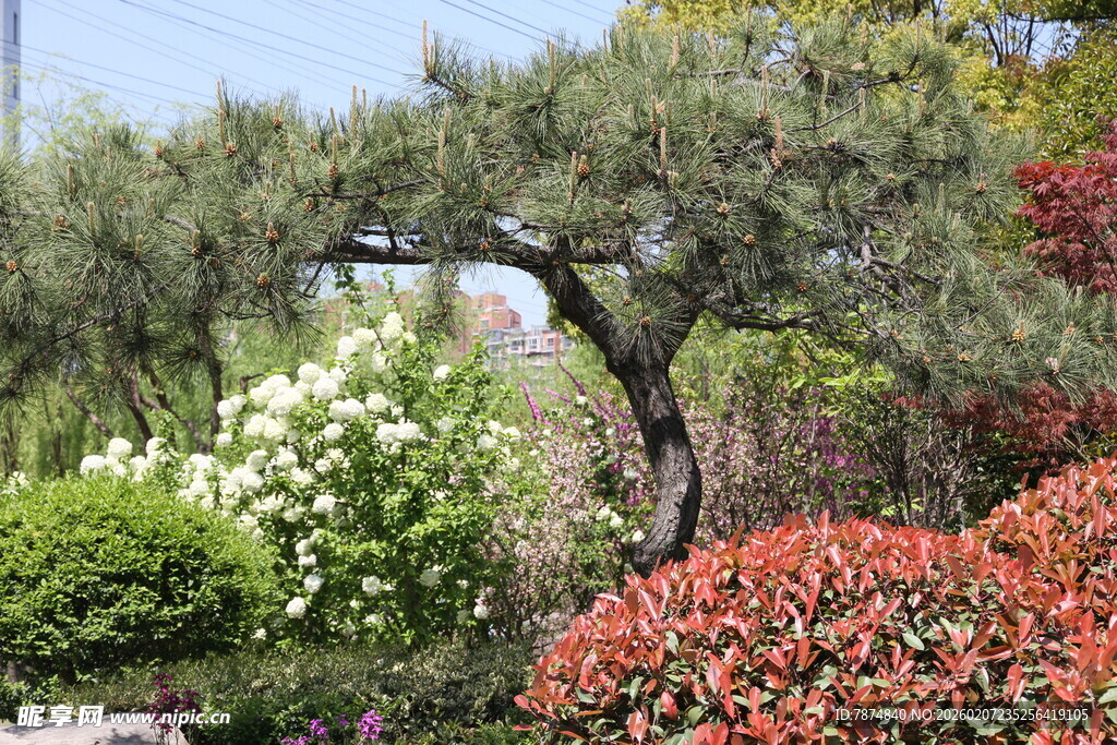 日式庭院景观中的多彩植物