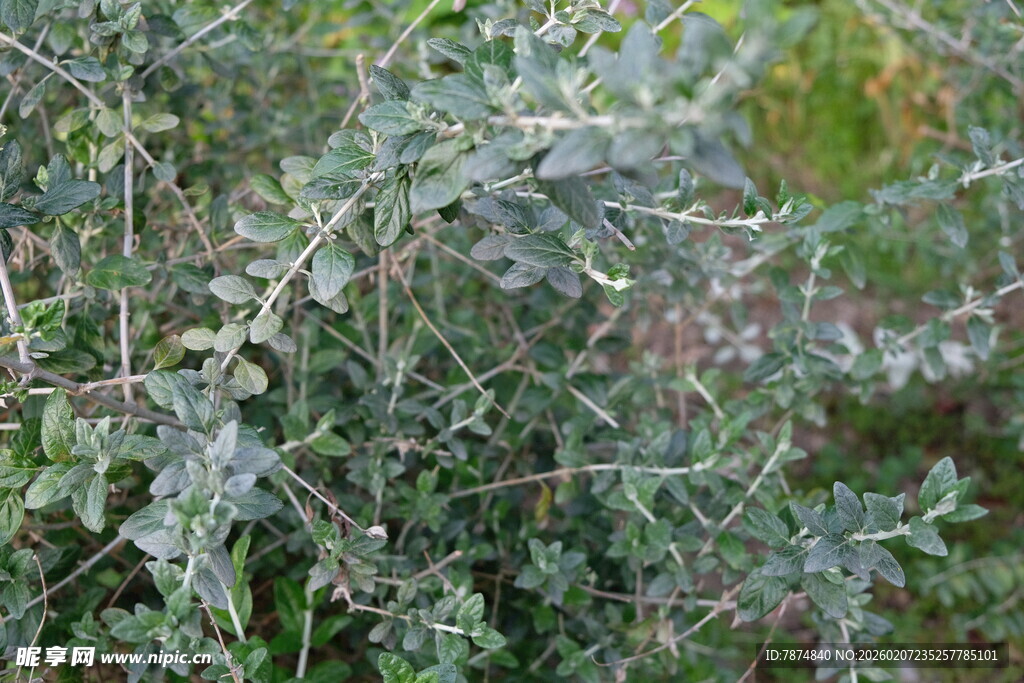 带刺的绿色植物景观