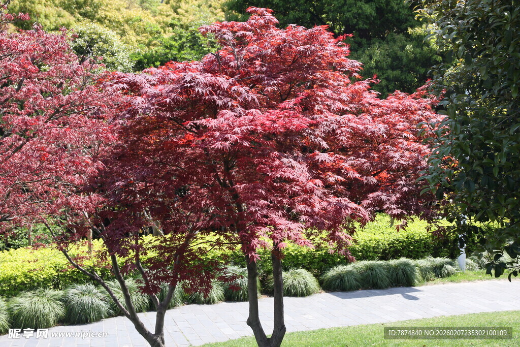庭院中的艳丽红枫树