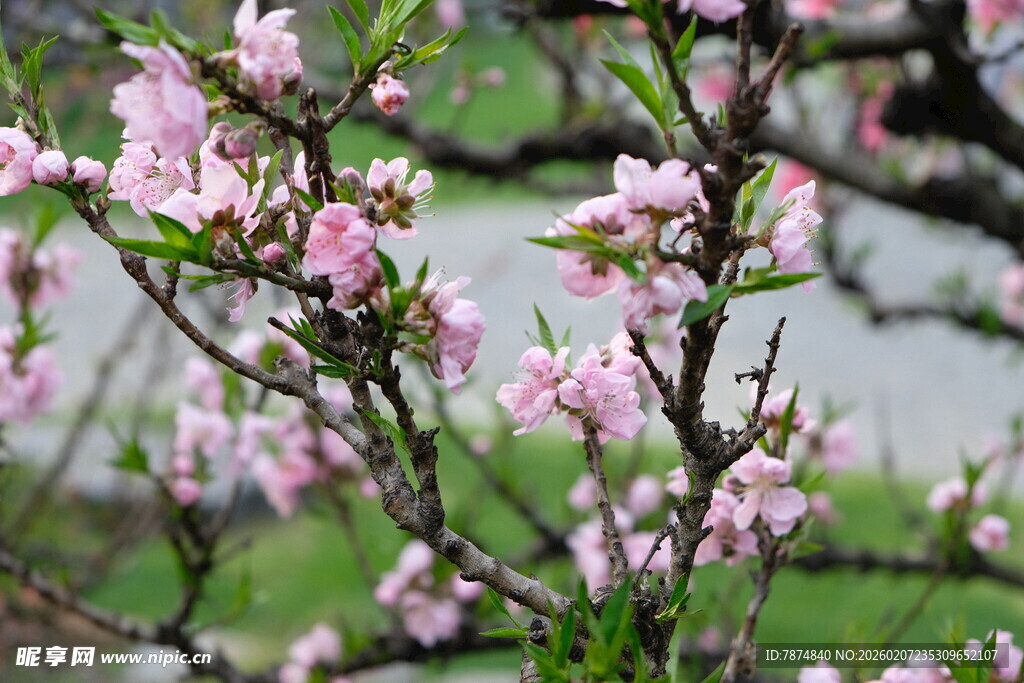 枝头绽放的粉嫩桃花