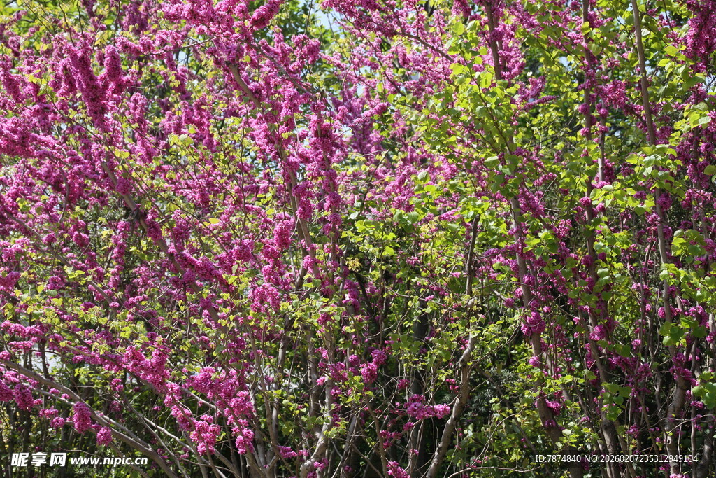 繁花盛开的绚烂植物景观