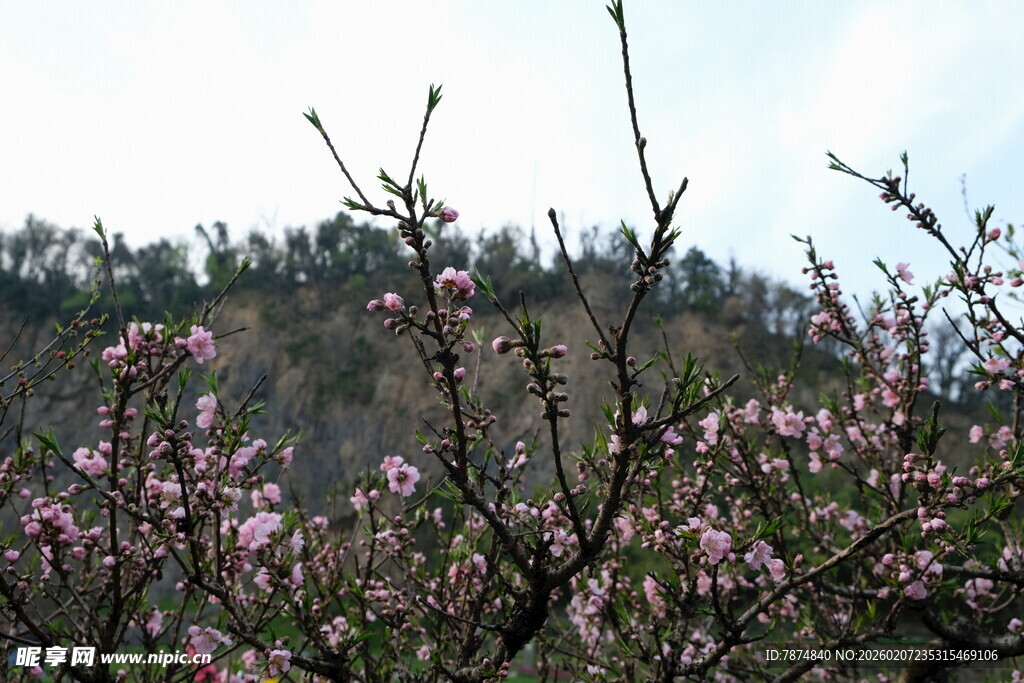 山间绽放的烂漫桃花