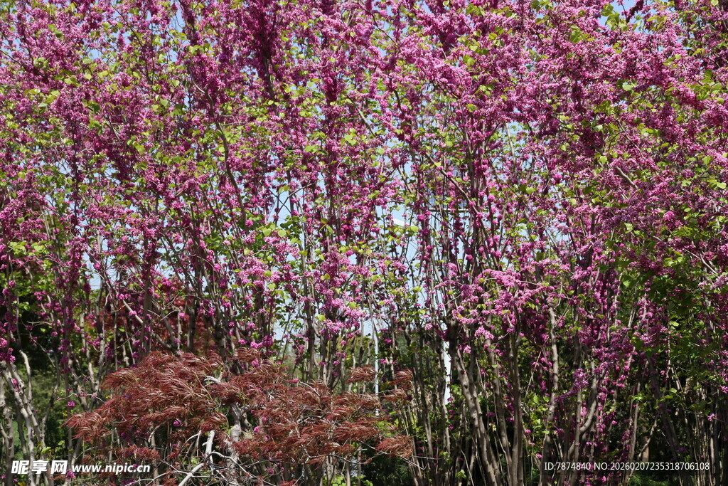 繁花盛开的绚烂树木景观
