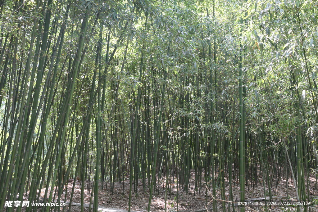 翠绿竹林 自然清新景致