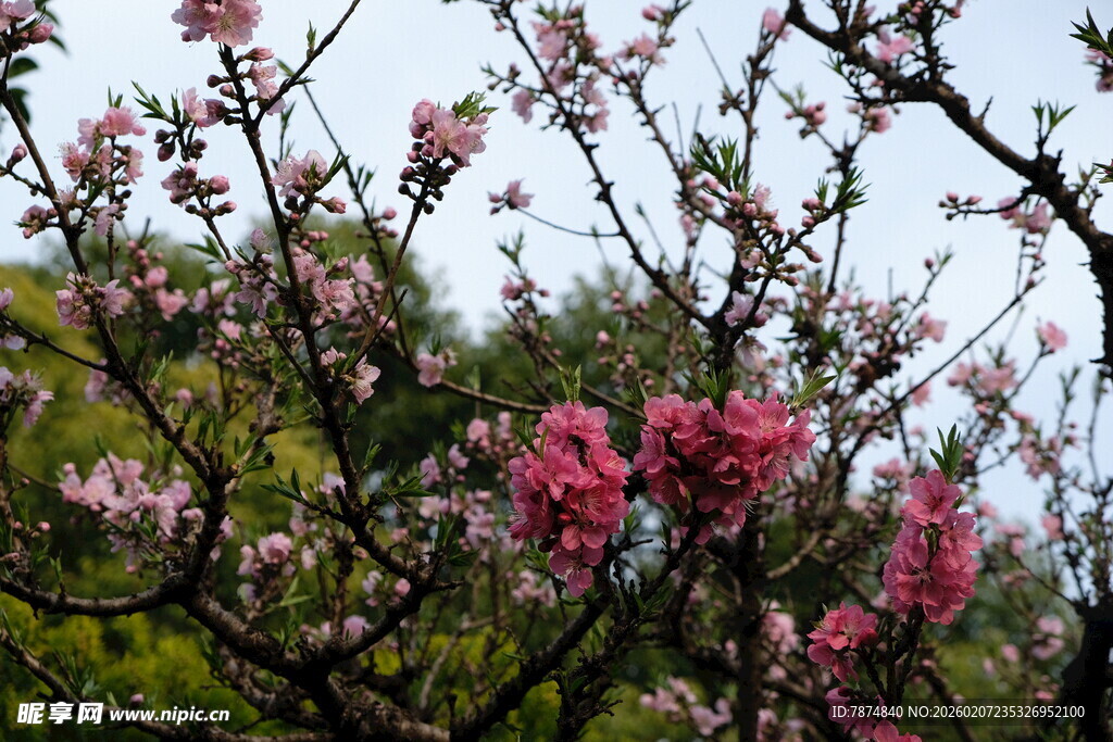 枝头绽放的娇艳粉色花朵