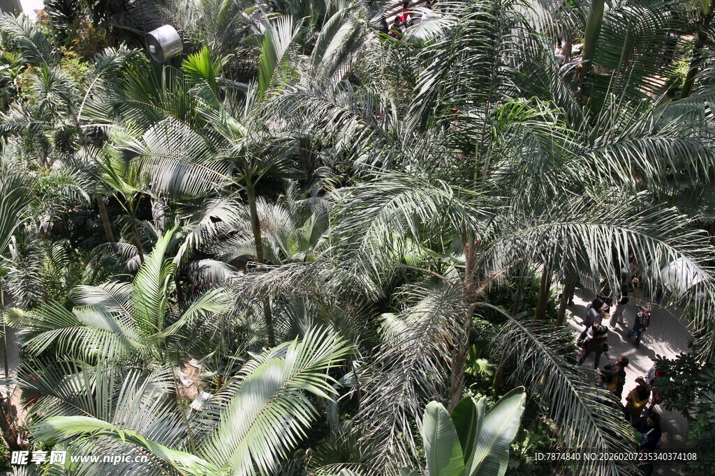 茂密的棕榈植物景观