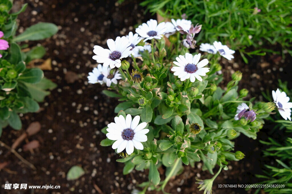 白色雏菊绽放于泥土间