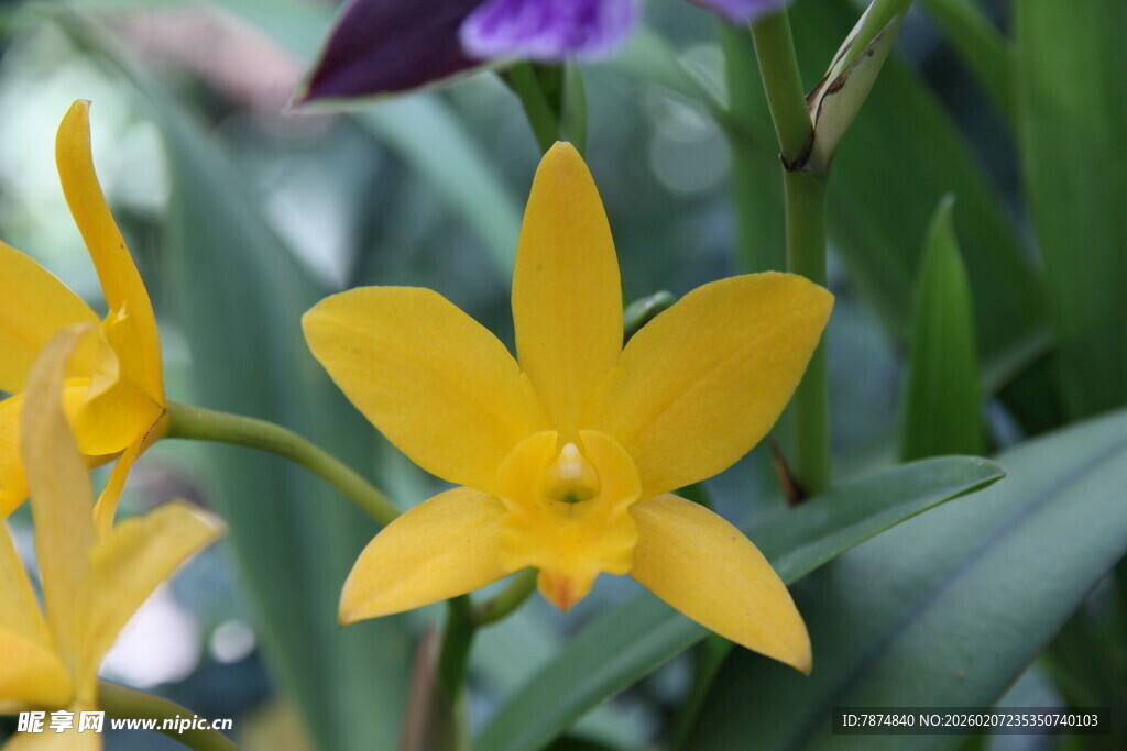 黄色兰花绽放