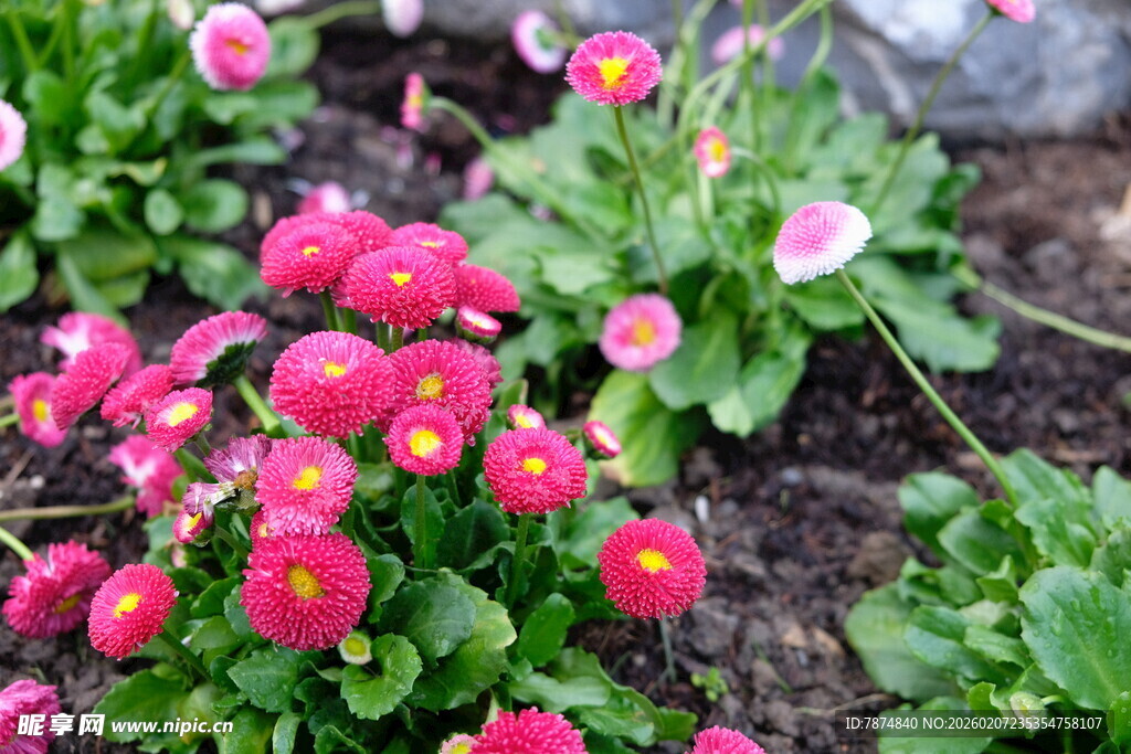 娇艳花丛绽放生机