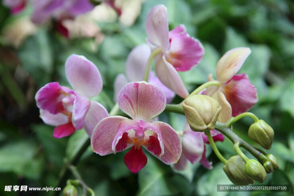 娇艳多彩蝴蝶兰绽放