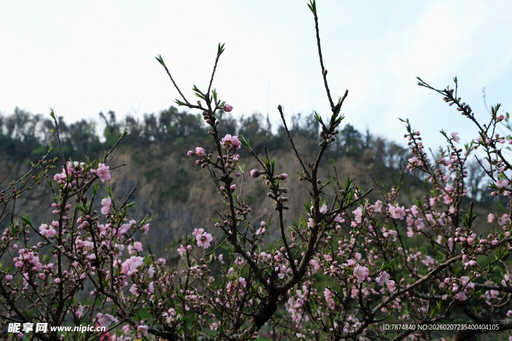 山间绽放的粉嫩桃花
