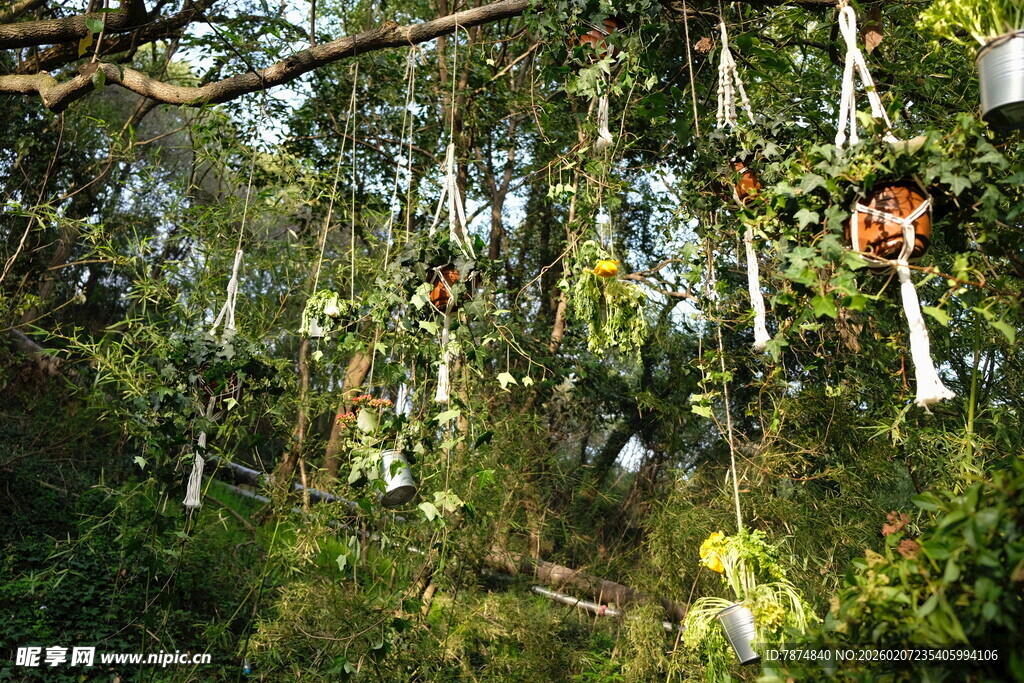 茂密树林中的自然景致
