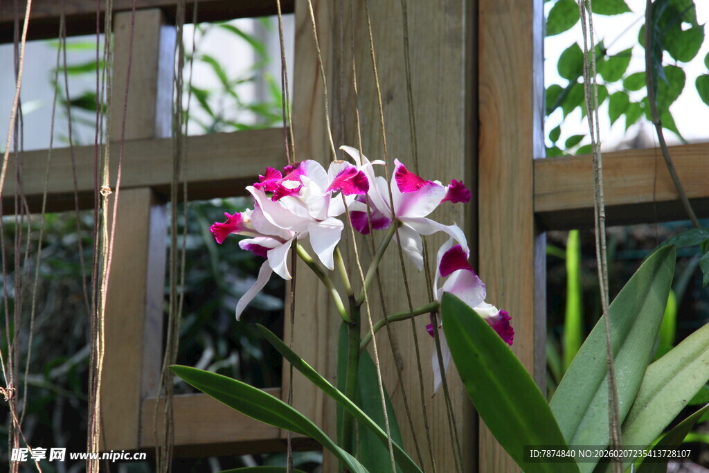 娇艳兰花开于木栏旁