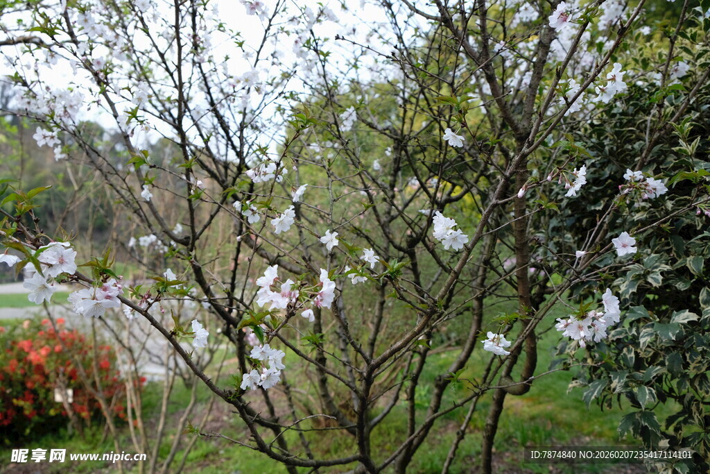 春日繁花盛开的园林景色