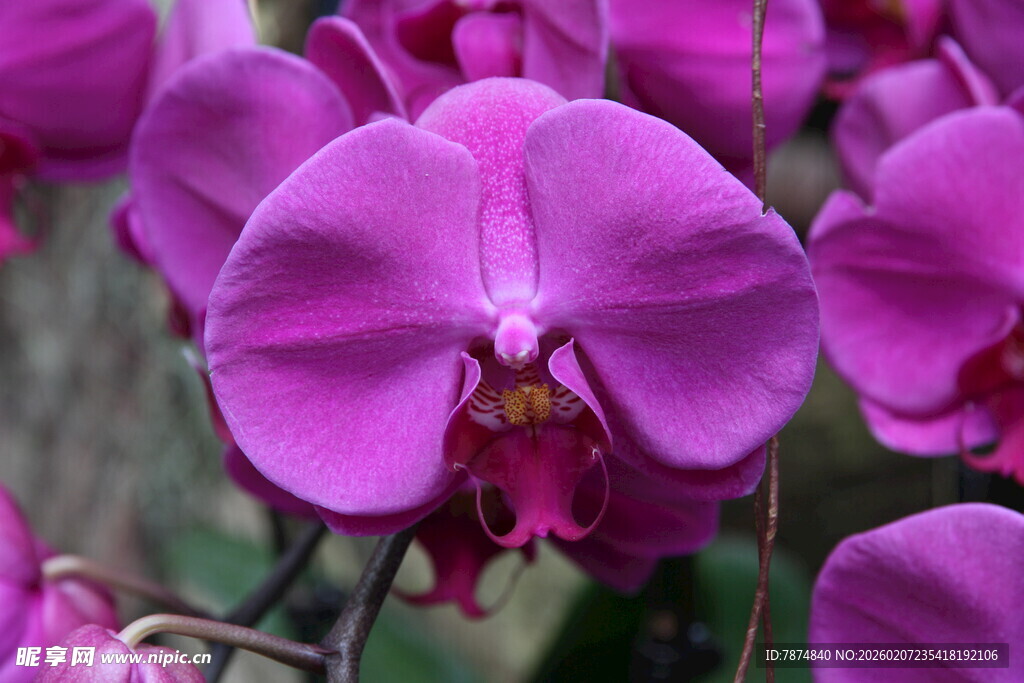 娇艳紫色蝴蝶兰绽放