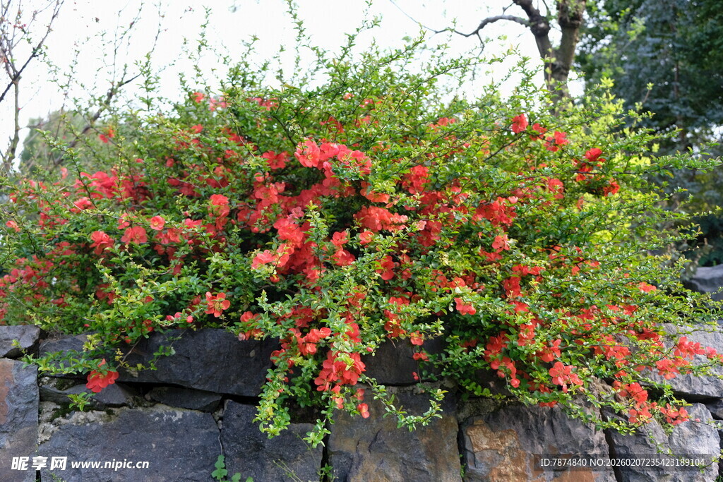 岩石上绽放的艳丽花丛