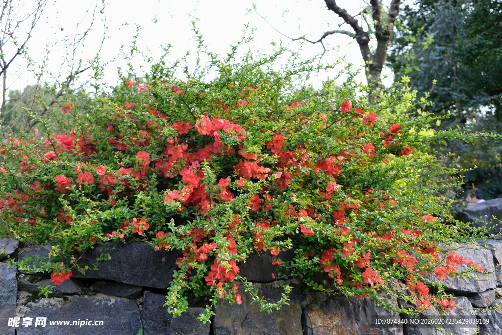 石边盛开的艳丽红灌木丛