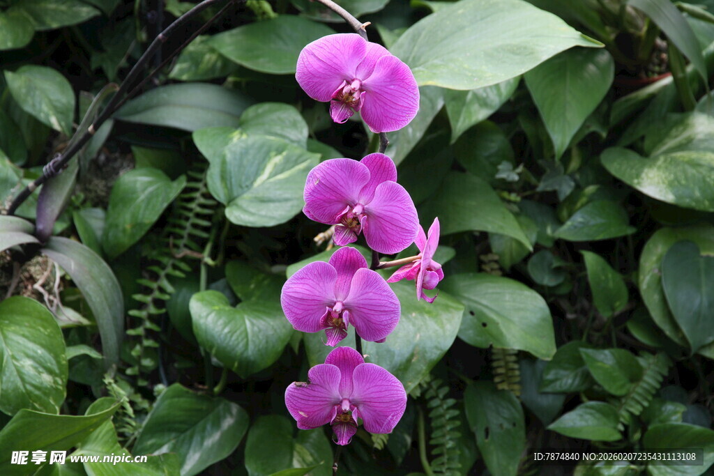 紫色兰花绽放绿叶间
