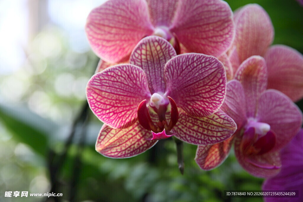 娇艳粉色蝴蝶兰绽放