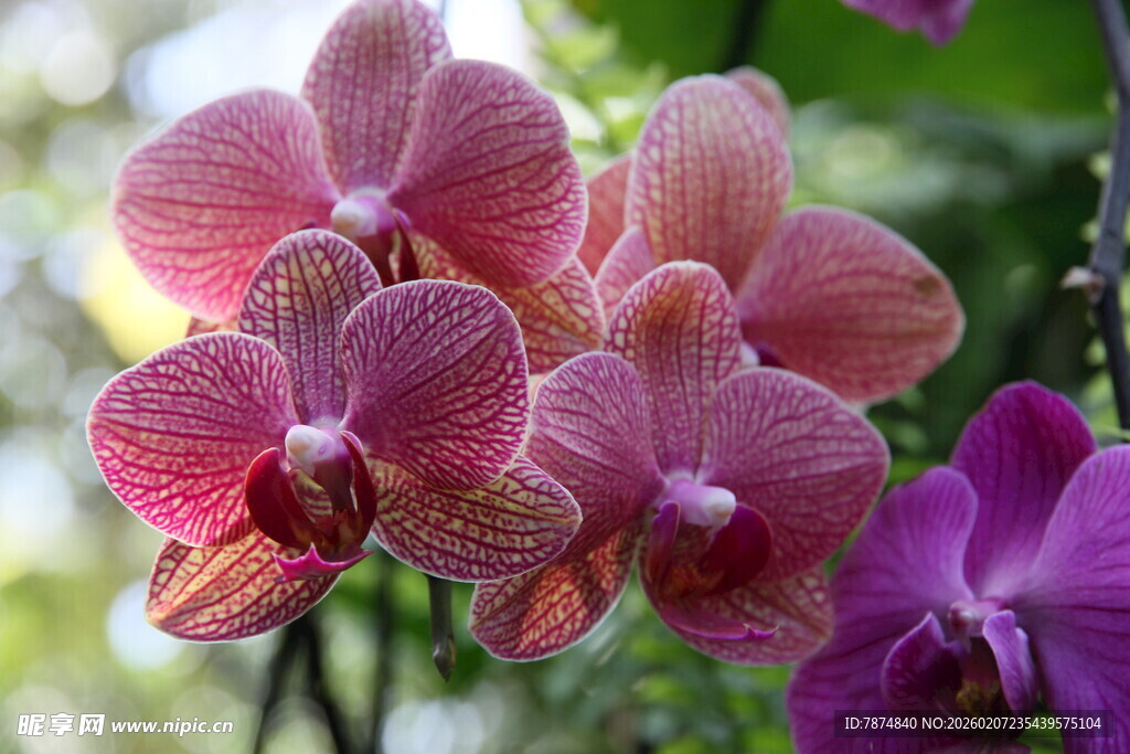 娇艳多彩蝴蝶兰绽放