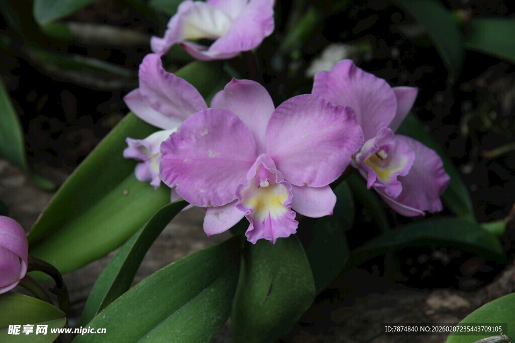 美丽紫兰花绽放