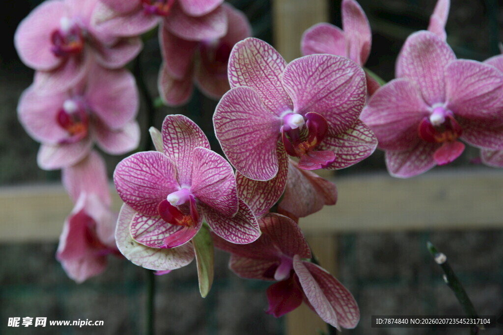 娇艳粉色蝴蝶兰绽放