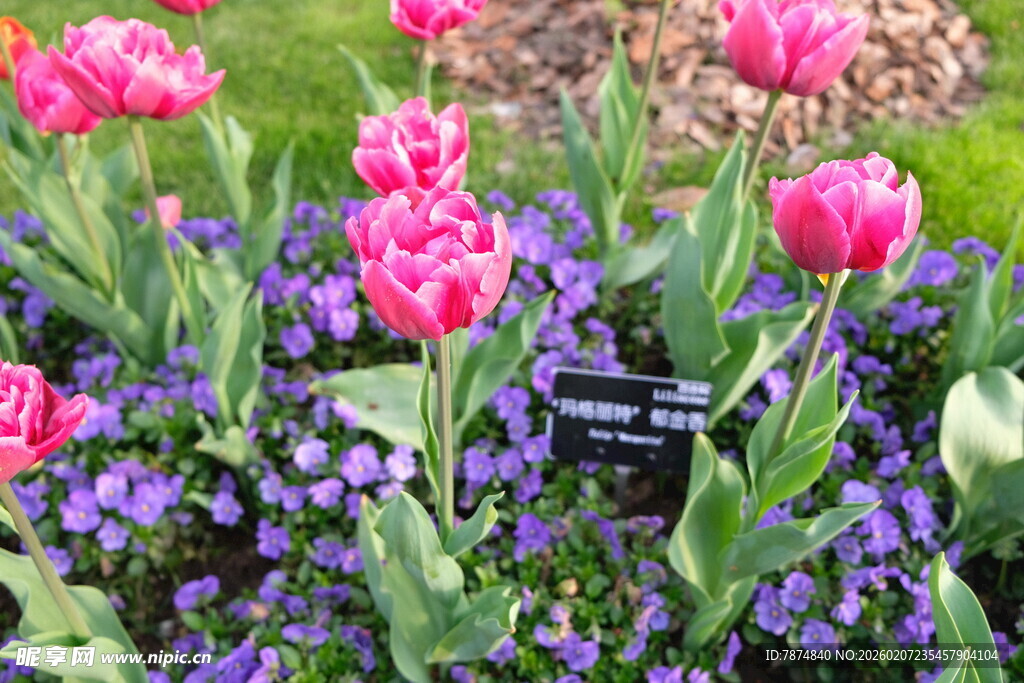 多彩郁金香与紫色小花