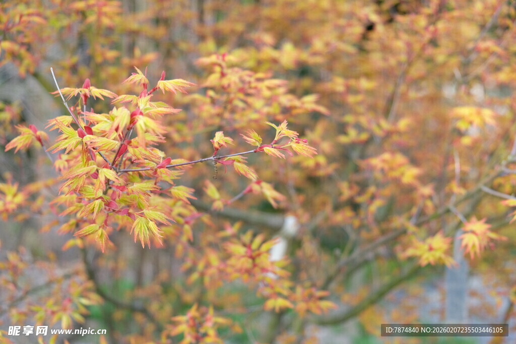 秋日金黄树叶景致