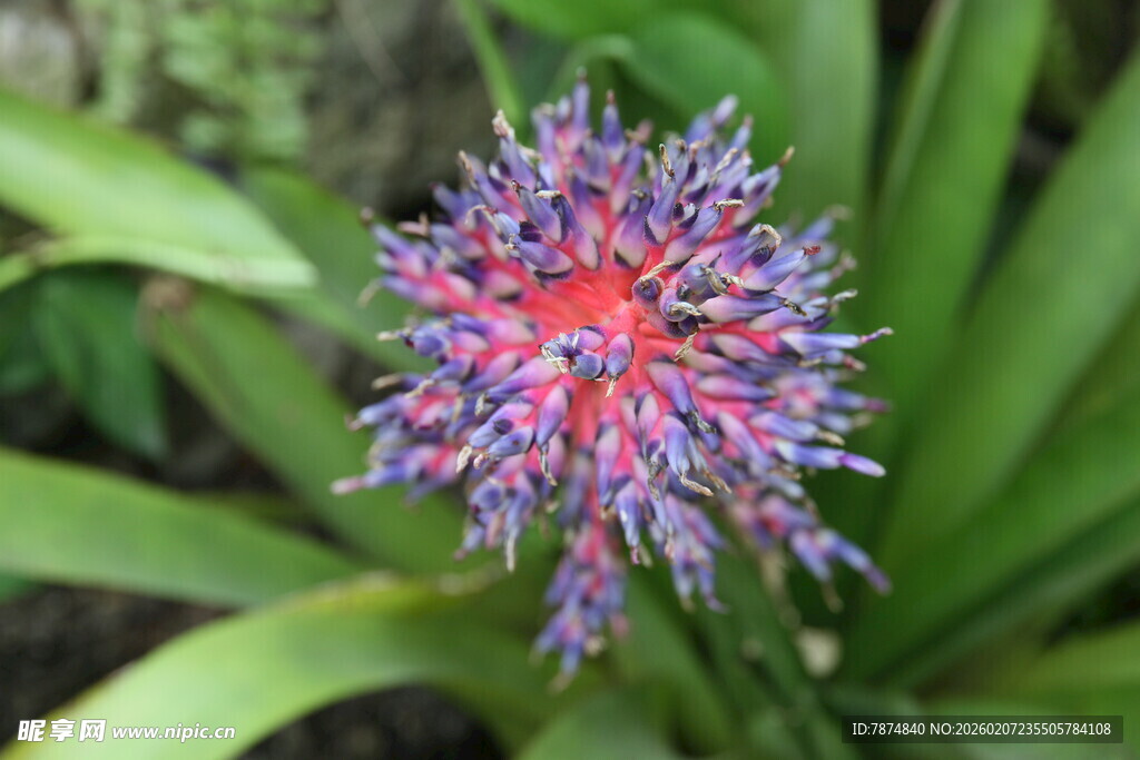 绚丽多彩的奇特花卉